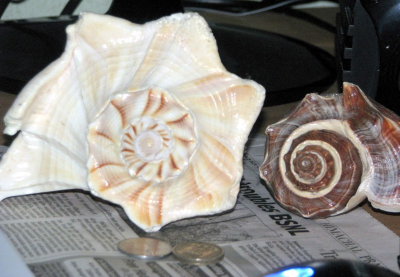 Conch shells I purchased from Puri Sea-Shore, at around 1000 INR for both. Back then I was quite interested about Physics, so I thought of these structures about how they correspond to symmetry and contingent nature of our Universe.