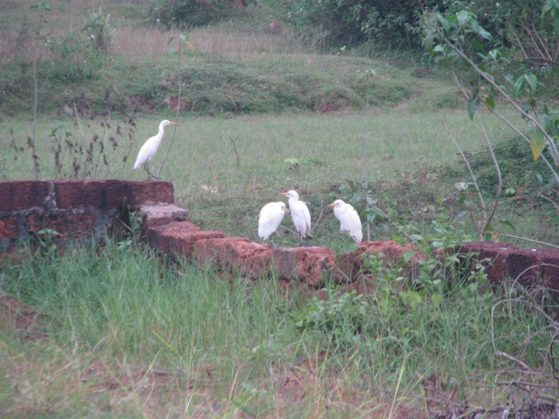 four white cranes just outside our house 