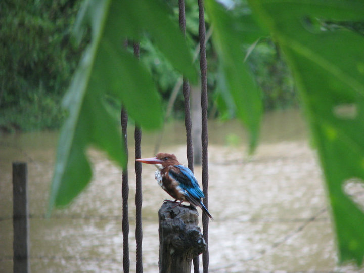 Kingfisher,taken by me, two years ago