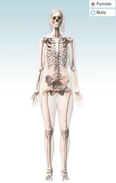 The human skeleton of a female body. The weight of human beings do not come all from the flesh and bones. The bones and flesh and fluid etc would constitute only 1/5th of the total weight  the rest 4/5th comes from the amount of space inbetween all such matter. The body weight therefore would drop to 20% if the matter such as bone and flesh would be extremely dense, but in such a case body would occupy a thin lamina of space but the resultant reactions inside the body would be destructive and the body would break apart like bricks hitting stones. So the body empty space is optimized and provides a cusion to all sorts of biological and physical reactions inside the body and in result increases the weight (by 80%) and volume (to the extent we see). Next time you are tempted to call someone a cow realize that its not the flesh he/she has. Its the ability of nature to put that flesh into a space for smooth functioning of the biological body which means a 5 times more space in terms of weight and given density of material the empty space occupies so much or so much space. And a s a result we swell.  