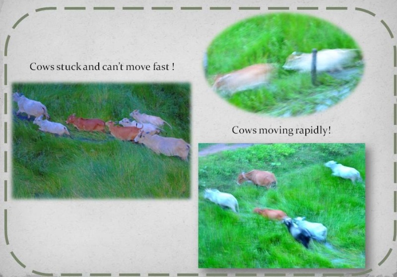 Cows moving rapidly and cows stuck. A comparison of their image.